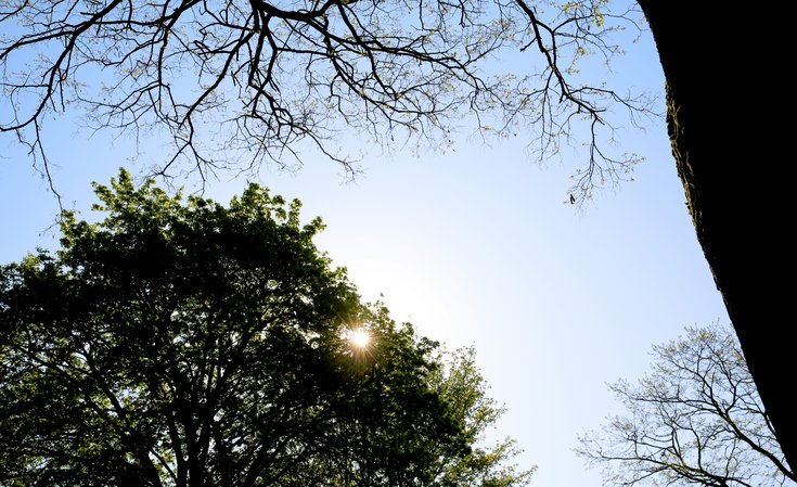 Lucht en zon door boomtop