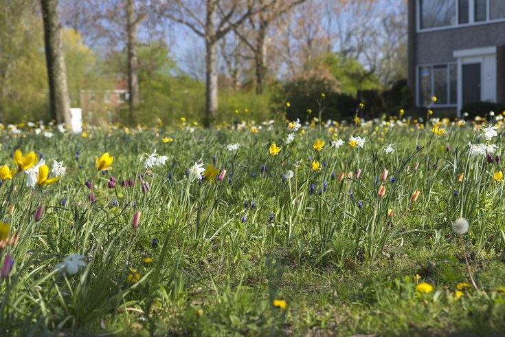 Stockfoto: bloeiende bloemetjes in gras met bomen en huis