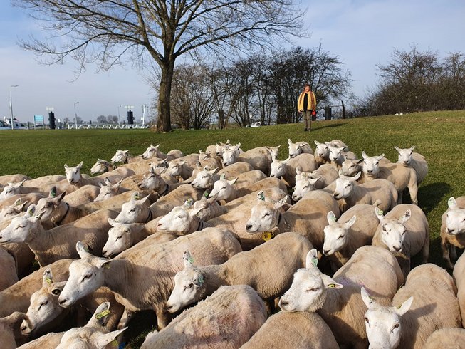 Herma van Dijkhuizen op de dijk met schapen